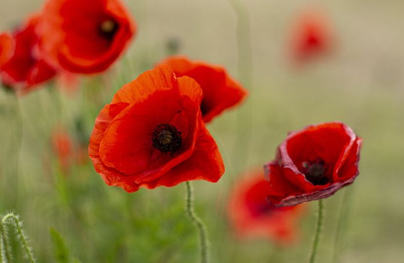 poppies